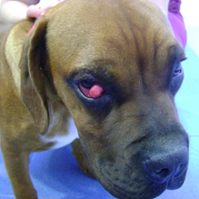 Guadivet Clínica Veterinaria Enfermedad en el ojo