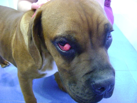Guadiavet Clínica Veterinaria Enfermedad en el ojo