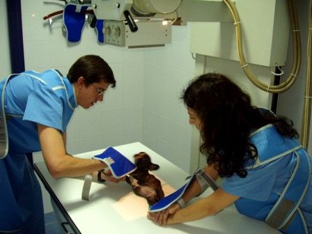 Guadiavet Clínica Veterinaria Doctores
