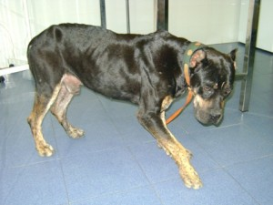 Guadivet Clínica Veterinaria perro