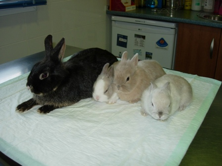 Guadiavet Clínica Veterinaria Variedad en Conejos