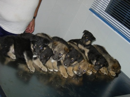 Guadivet Clínica Veterinaria perros
