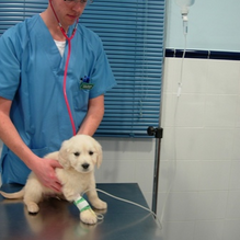 Guadivet Clínica Veterinaria Doctor con perro en consulta