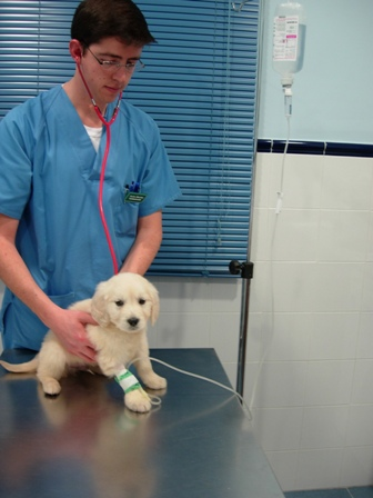 Guadiavet Clínica Veterinaria Doctor con perro en consulta