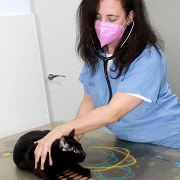 Guadiavet Clínica Veterinaria Arsenia auscultando gato