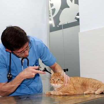 Guadiavet Clínica Veterinaria Calor explorando oído de gato