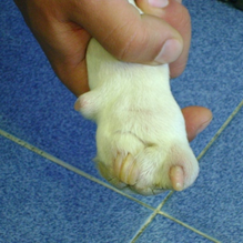 Guadivet Clínica Veterinaria Pata de perro
