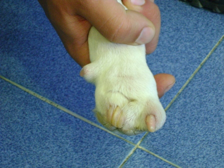 Guadiavet Clínica Veterinaria Pata de perro