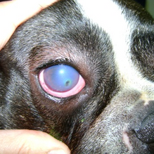 Guadivet Clínica Veterinaria Enfermedad ocular