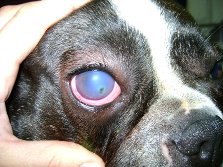 Guadiavet Clínica Veterinaria Enfermedad ocular